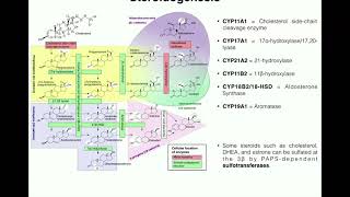 Steroidogenesis  The Biosynthesis of Steroids from Cholesterol [upl. by Zarah]