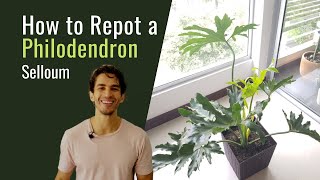 How to Repot a Philodendron Selloum  BigBoyPlants [upl. by Ikkela]