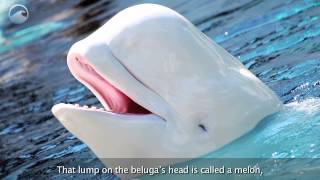 Animals of the Ice Beluga Whales [upl. by Conias]