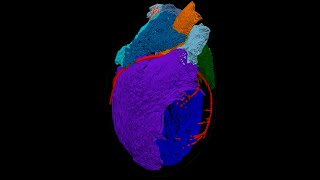 3D Model of the Heart’s ‘Brain’ [upl. by Nittirb]