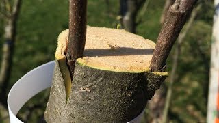 Obstbaum veredelnAnleitung und Erfahrungsbericht beim ersten Mal [upl. by Bearnard204]