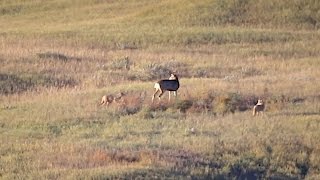 Buck Attacked by Coyotes [upl. by Llecrup919]