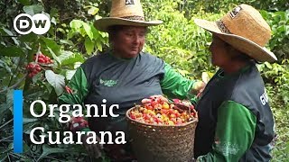 Organic Guaraná in Brazil Indigenous peoples show the way  Global Ideas [upl. by Eimilb467]