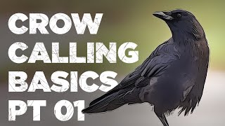 Crow Calling Basics [upl. by Kayle]