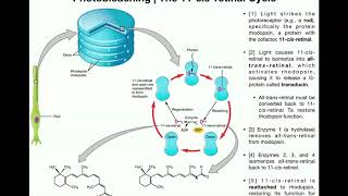 Anatomy  Vision Part 2  Photoreceptor Signaling amp Photobleaching [upl. by Noxin]