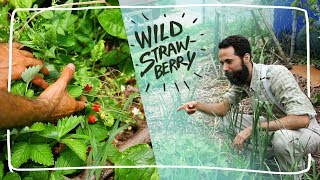 Growing Wild Alpine Strawberry from Seed [upl. by Leno]