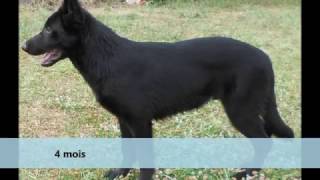 quot Louquot Berger Allemand noir  évolution  1 mois 2 ans [upl. by Knudson]