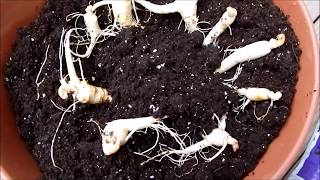 How to grow ginseng plants indoors Day 0 [upl. by Nosyt]