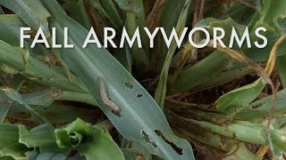 Fall Armyworms Identification Damage Indications and Control [upl. by Robinet]