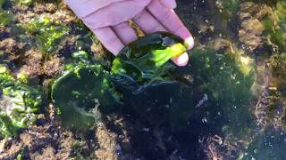 How to harvest seaweed in BC [upl. by Eniledam172]