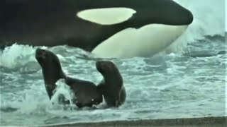 Deadly Killer Whale Moments  Top 5  BBC Earth [upl. by Sharleen]