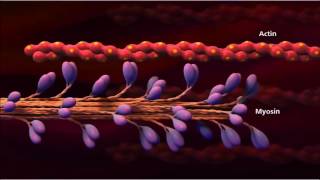 3 Muscle contraction detail Concept Cell Biology [upl. by Lysander820]