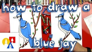 How To Draw A Blue Jay [upl. by Atiekal15]