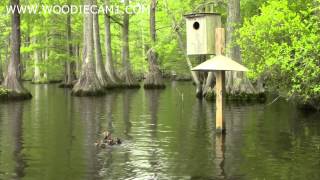 Hooded Merganser and Wood Duck babies skydive 5814 [upl. by Pruter903]