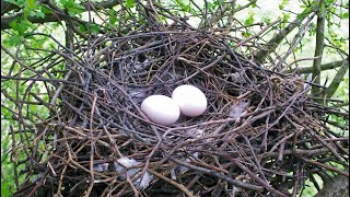 Pigeon nesting and time lapse [upl. by Meridith916]