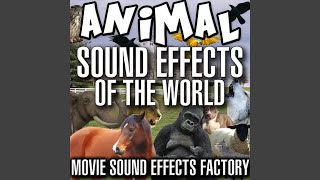 Flies Sound Effects [upl. by Amata]