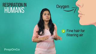 Life Process  9  Respiration in Human Beings  CBSE Class 10 [upl. by Anegal]