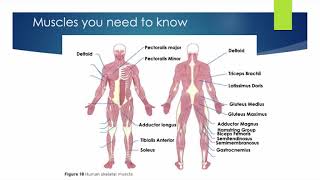 ALevel PE  Agonists Antagonists amp Types of Muscle Contractions [upl. by Eada]