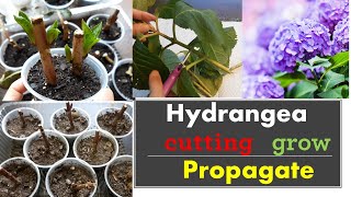 How to propagate hydrangeas from cuttings Grow [upl. by Kristan]