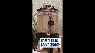 How I Hatch Brine Shrimp Every Day [upl. by Cadell]