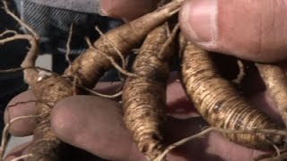 Growing and Protecting Prized Ginseng Plants [upl. by Nonnerb]