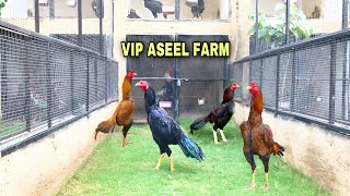 Best aseel murgha farm in pakistan [upl. by Lednek]