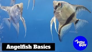 Angelfish Basics [upl. by Einahpetse]