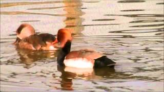 Redcrested Pochard [upl. by Bijan]