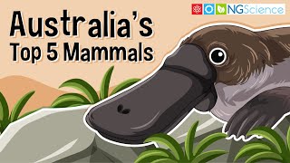 Australias Top 5 Mammals [upl. by Cilla]