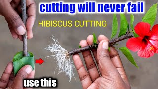 How To Grow Hibiscus Plant From CuttingsHibiscus Cutting Propagation [upl. by Ymot]