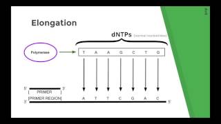 Sanger Sequencing Method Chain Termination DNA sequencing Explained [upl. by Sivet]