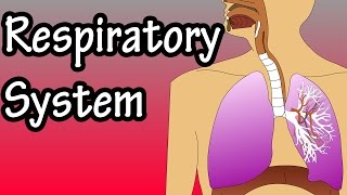 Respiratory System  How The Respiratory System Works [upl. by Vladimir]