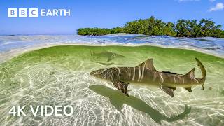 Stunning 4K Underwater Nature Footage  BBC Earth [upl. by Alel]