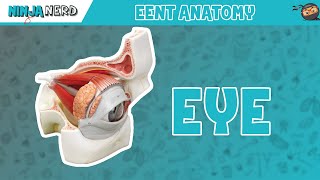 Special Senses  Eye Anatomy with Extraocular Muscles  Model [upl. by Erbes]