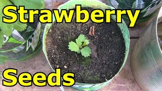 How to grow strawberries from seed [upl. by Airad836]