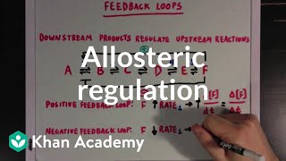 Allosteric regulation and feedback loops  Biomolecules  MCAT  Khan Academy [upl. by Ardni]