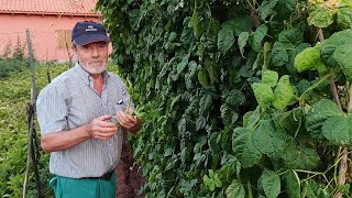 Cómo CULTIVAR JUDIAS VERDES deliciosas y sanas [upl. by Bertine]