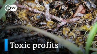 Bayer and the bees  DW Documentary [upl. by Onaicnop]