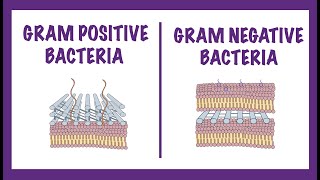 Gram Negative vs Gram Positive Bacteria  Gram Staining Mechanism [upl. by Aienahs146]