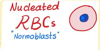 Nucleated RBCs Normoblasts [upl. by Letnom]