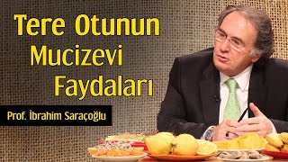 Tere Otunun Mucizevi Faydaları  Prof İbrahim Saraçoğlu [upl. by Gow434]