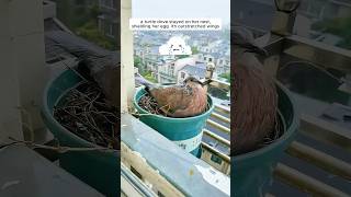 A woman supported a mother turtle dove in raising her chicks [upl. by Nomal]