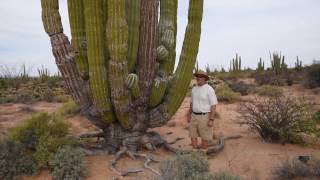 Cardon the worlds largest cactus [upl. by Anieral274]