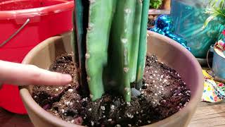 Potting Cactus Cuttings  Cactus Soil  Cactus Fertilizer  Cereus Peruvianus  Myrtillo [upl. by Anitsua710]