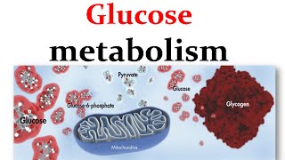 Overview of glucose metabolism [upl. by Haeli]