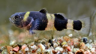 8 Types Of Fun Goby Fish For Your Aquarium [upl. by Mit]