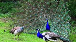 Peacock Mating Behavior  Peacock Dancing [upl. by Innavoeg621]