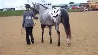 2008 British Appaloosa Society National [upl. by Coit]