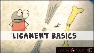 Ligament Basics  Science Explained [upl. by Nylaf]