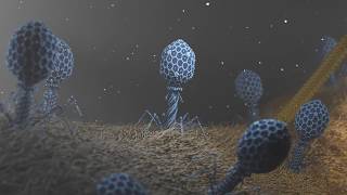 T4 Phage attacking Ecoli [upl. by Mohr]